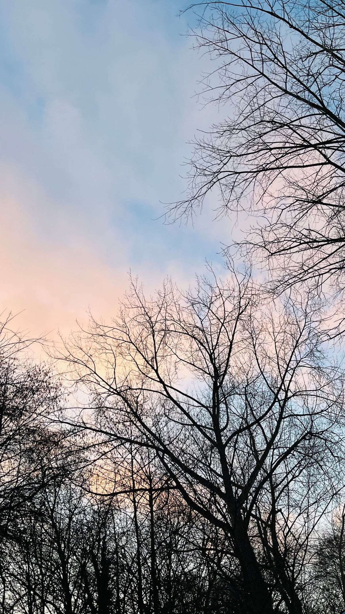 Silhouetted bare tree branches against a soft blue and pink sky with wispy clouds.